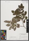Foto von Salix appendiculata Vill.